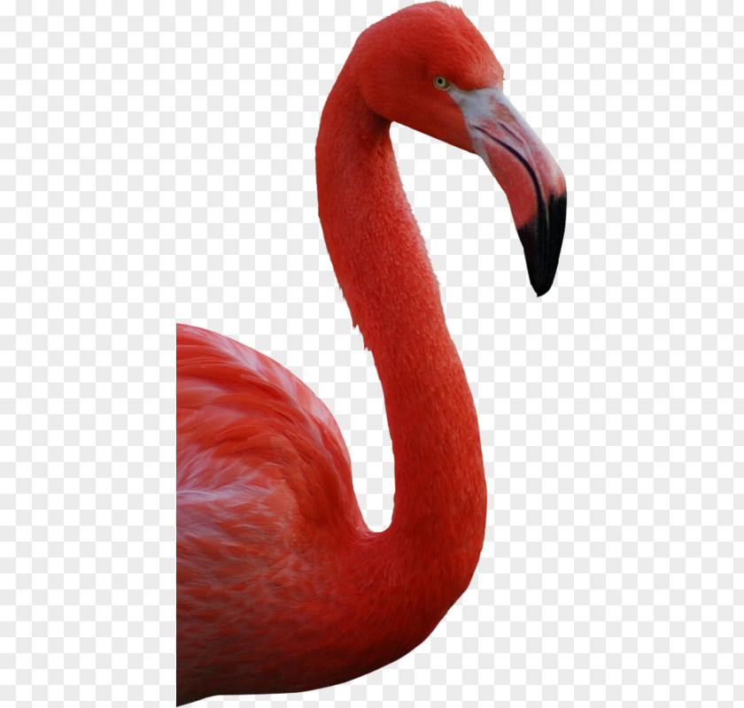 American Flamingo Greater Bird PNG