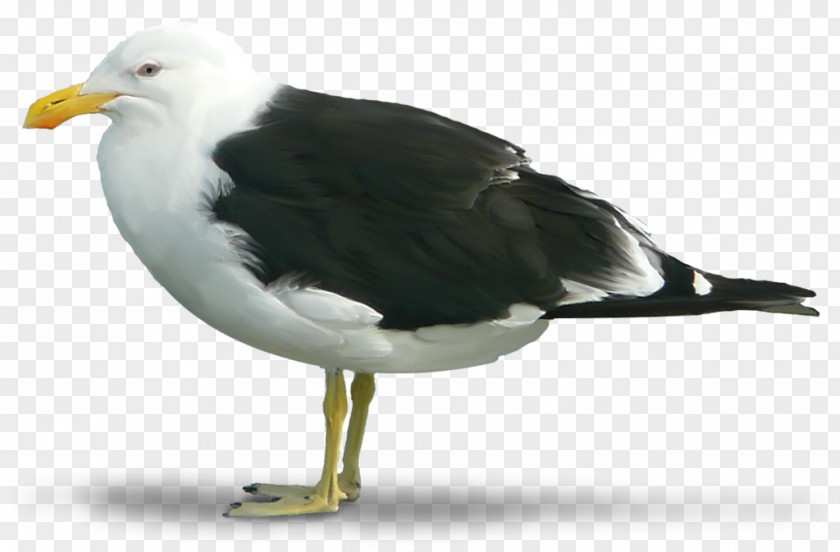 Bird Great Black-backed Gull European Herring PNG