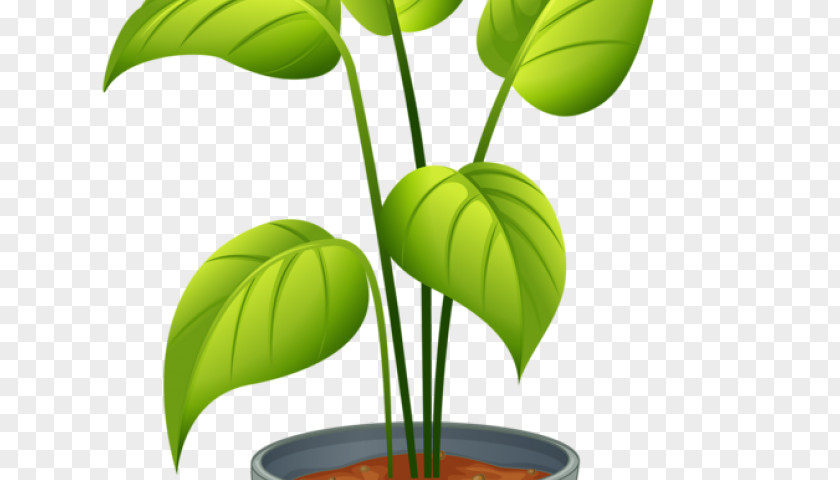 Different Plants Clip Art Houseplant Illustration Flowerpot Vector Graphics PNG