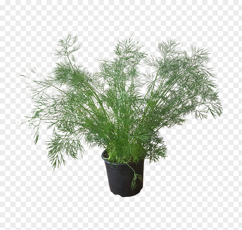 Dill Embryophyta Parsley Summer Savory Herb PNG