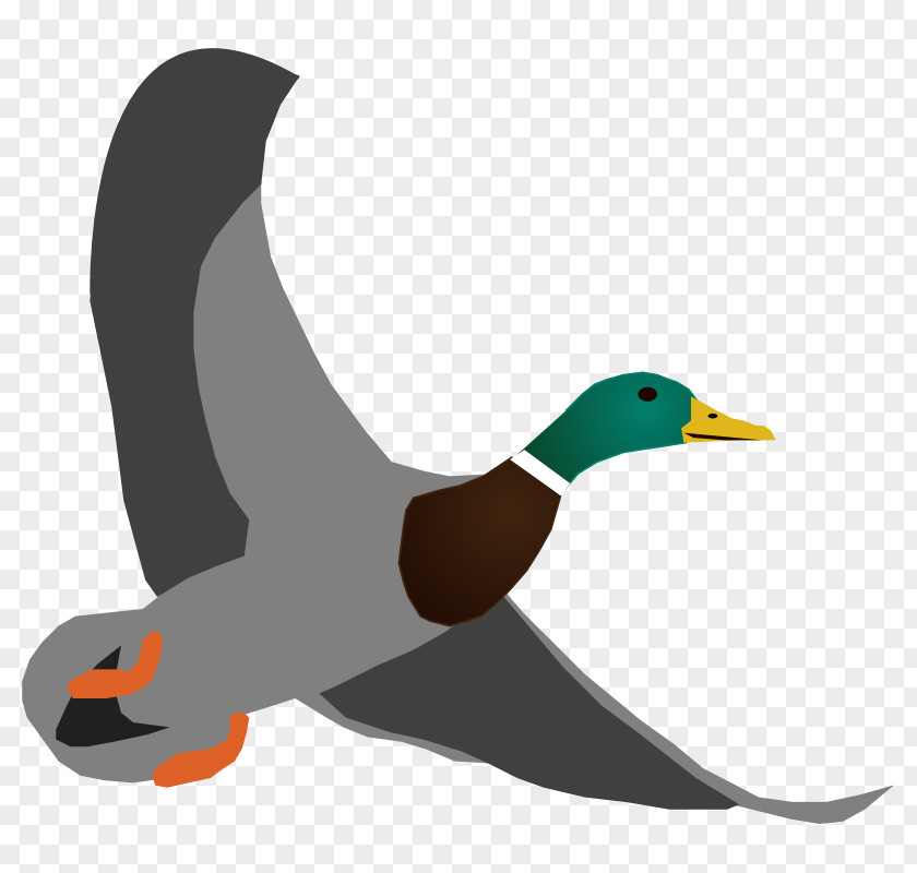 Duck Mallard Flightless Bird Beak PNG