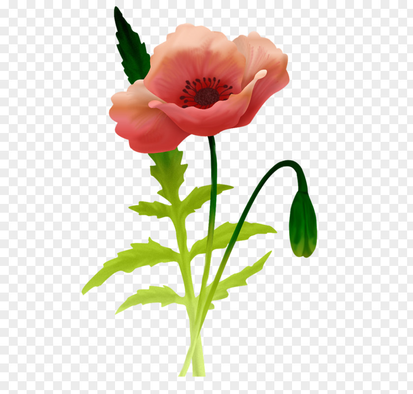 Flower Common Poppy Desktop Wallpaper PNG