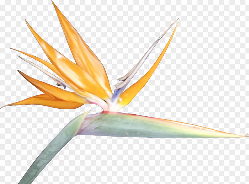 Paradise Border Cliparts Bird Of Flower Bird-of-paradise Clip Art PNG