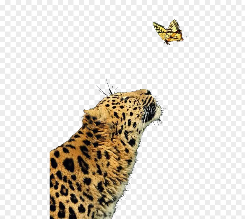 Ferocious Cheetah Leopard Jaguar Butterfly Felidae PNG