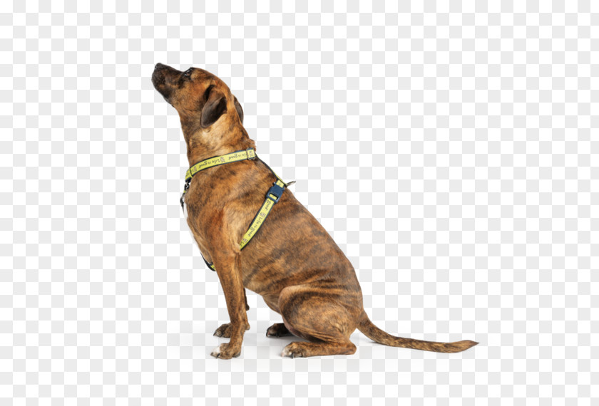 Harness Dog Breed Pit Bull Leash Collar PNG