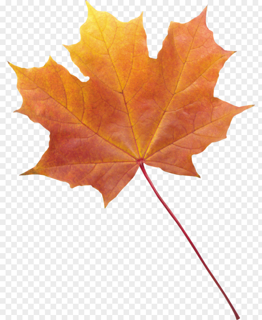 Leaf Maple Autumn Color Leaves Clip Art PNG