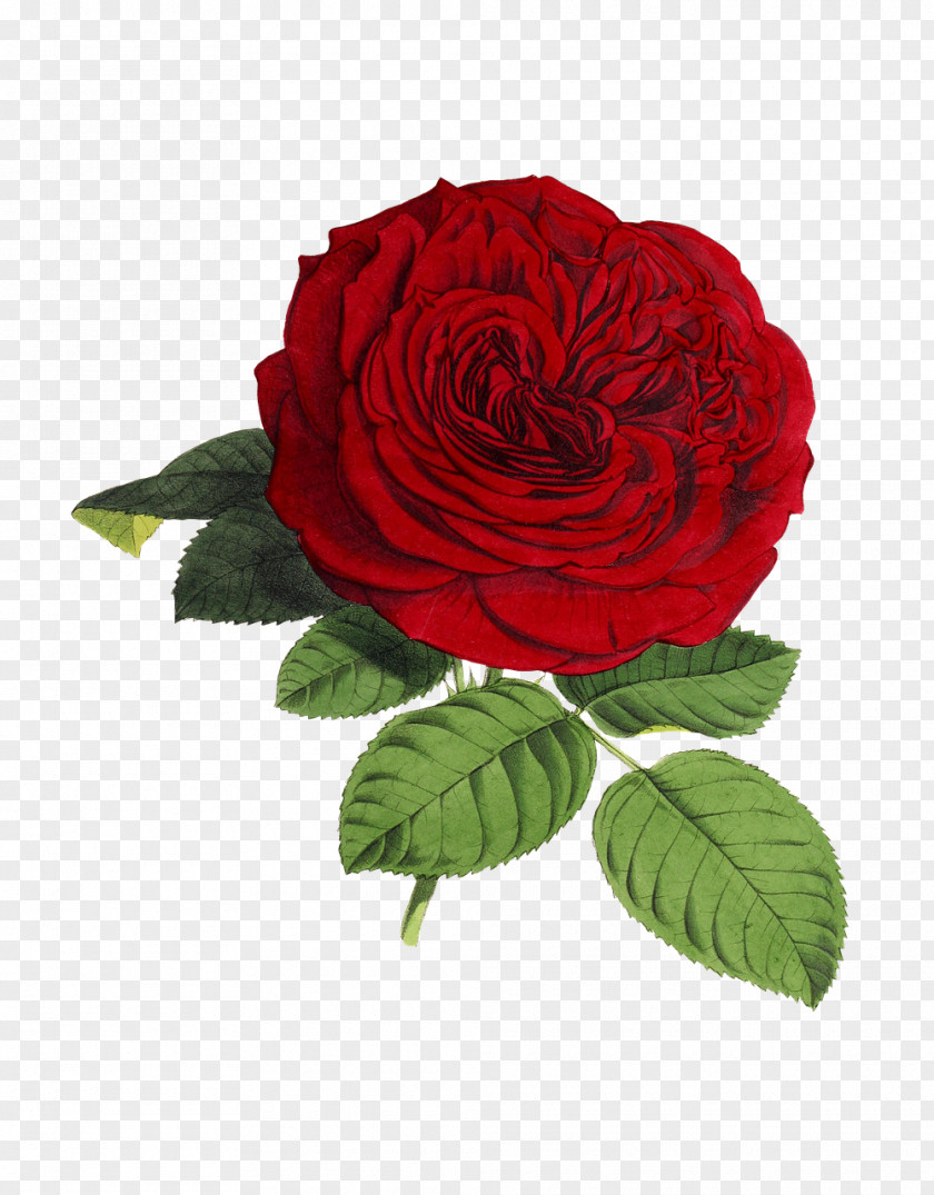 Rose Stock.xchng Flower Image PNG