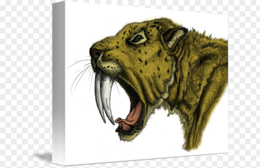 Sabertoothed Tiger Saber-toothed Wildlife Drawing Cat PNG