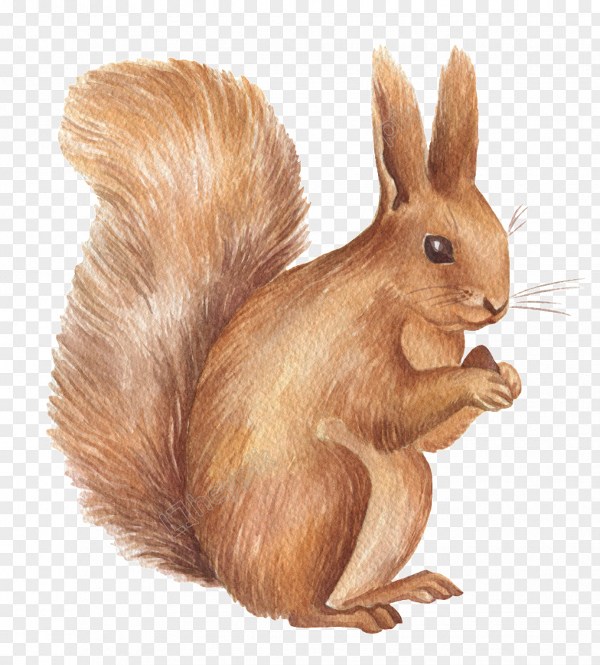 Squirrel Vector Graphics Design Christmas Day PNG