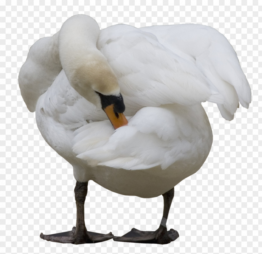 Swan Cygnini Bird Duck Goose Photography PNG