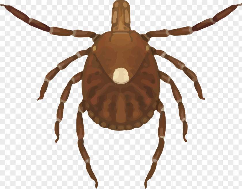 Crushed Bottle Lone Star Tick Tick-borne Disease Deer Ehrlichiosis PNG