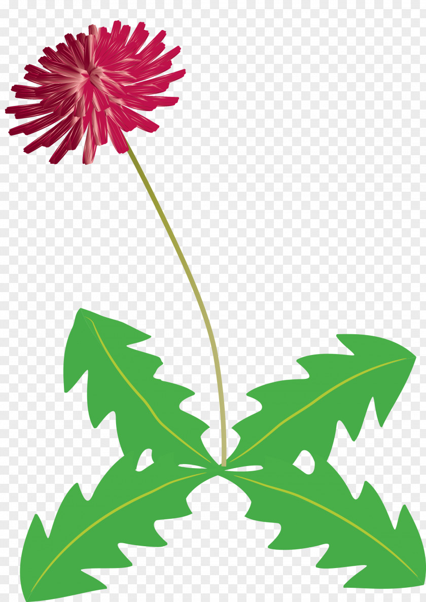 Dandelion Flower PNG