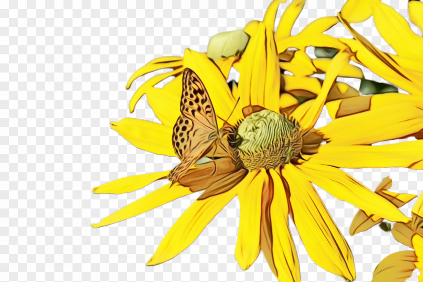 Honeybee Wheel Sunflower PNG