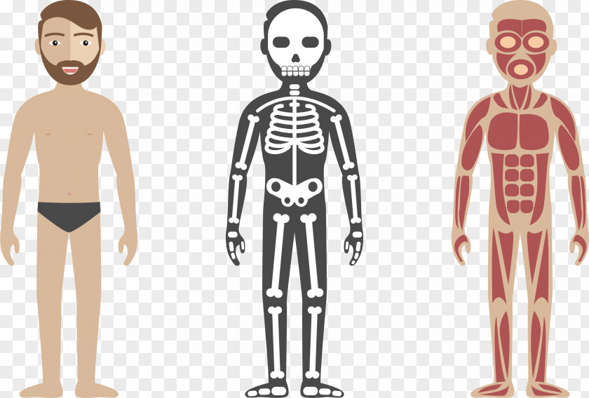 Human Health Check Body Circulatory System Anatomy Illustration PNG