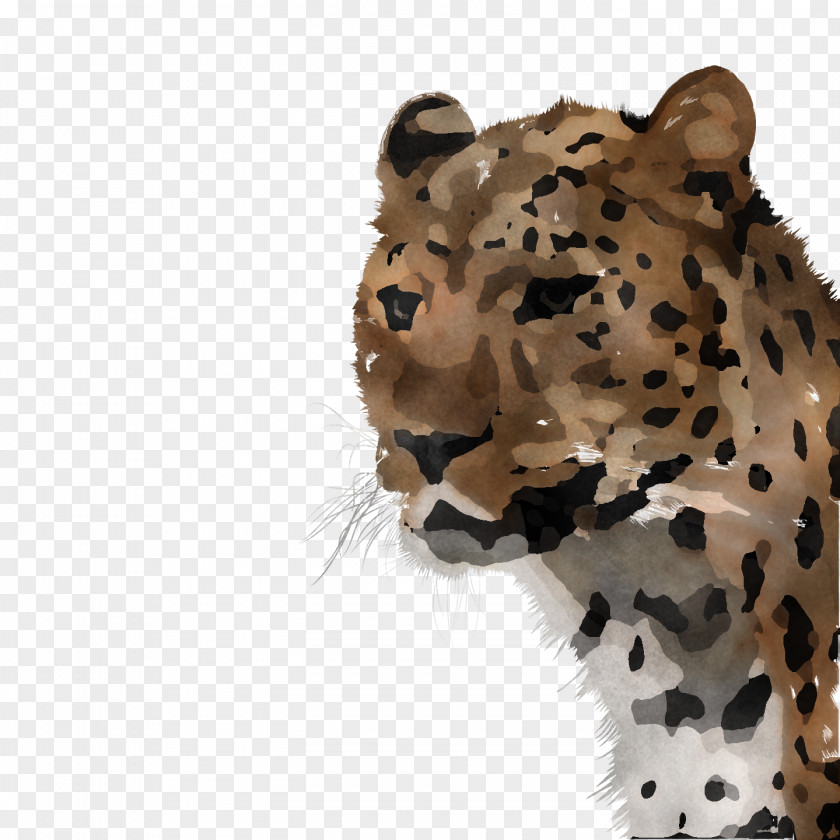 Leopard Cheetah Tiger Whiskers Fur PNG