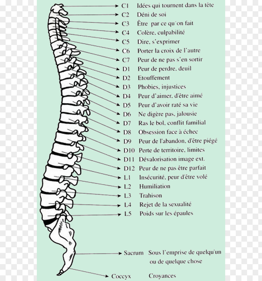 Ordinateur Vertebral Column Bone Joint Coccyx PNG