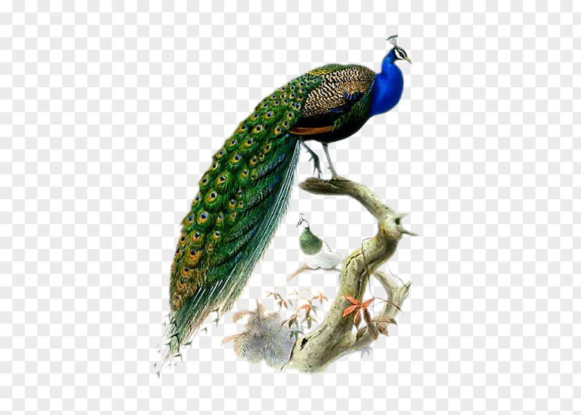 Peafowl Phasianidae Bird Asiatic Feather PNG