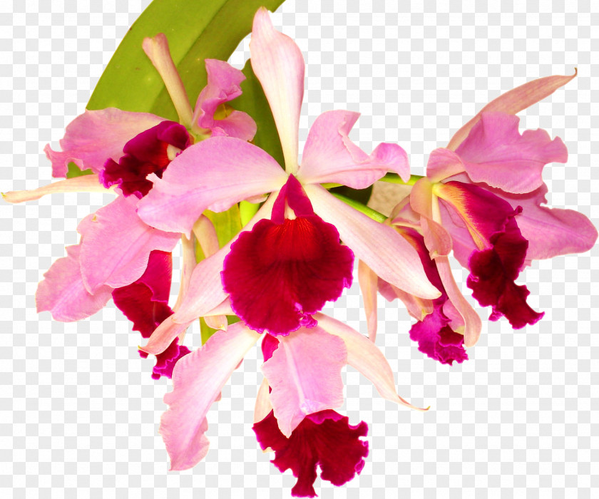 Tropical Flower Orchids Desktop Wallpaper Photography PNG
