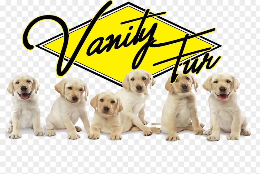 Puppy Labrador Retriever Golden Siberian Husky Dachshund PNG