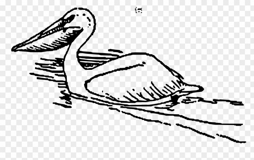 Bird Pelican Clip Art PNG