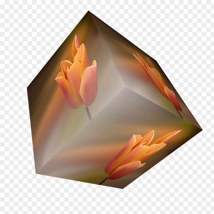 Cube Flower Orange Tulip PNG