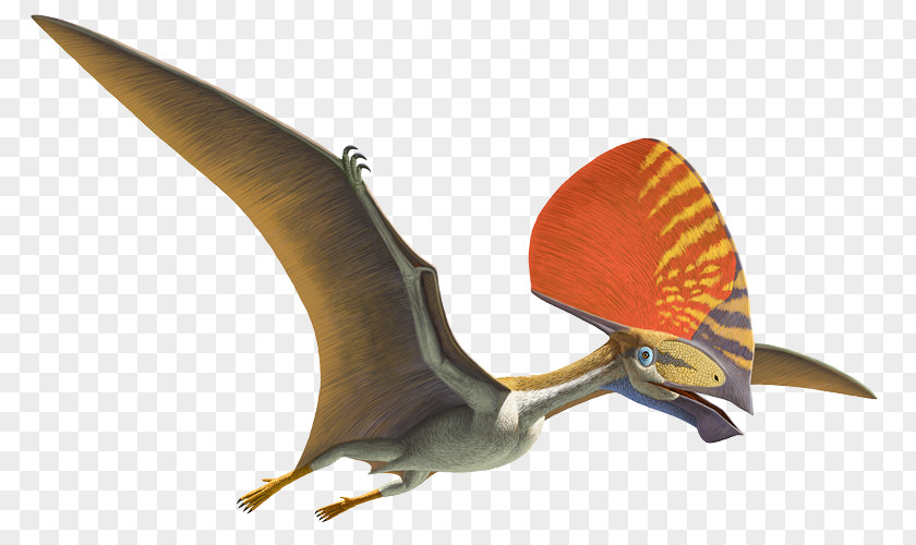 Dinosaur Natural History Museum Of Los Angeles County Pterosaurs Flight Anhanguera Darwinopterus PNG