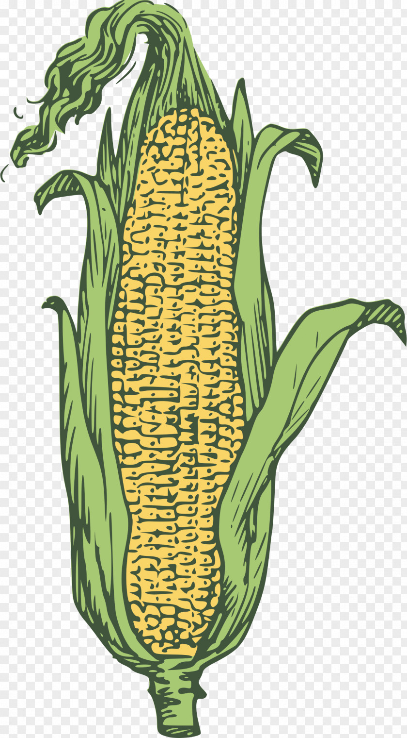 Ear Of Corn Clipart Candy On The Cob Popcorn Maize PNG