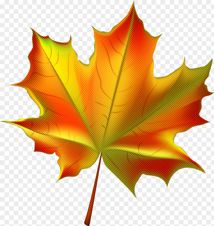 Maple Leaf PNG