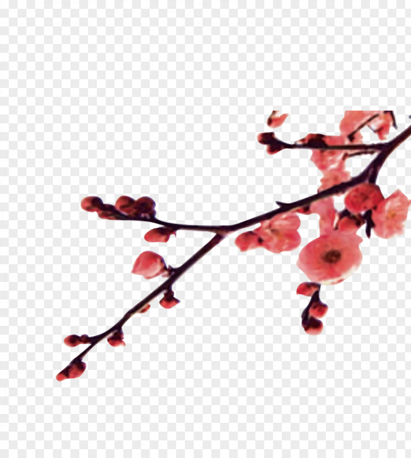 An Apricot Plum Blossom Winter PNG