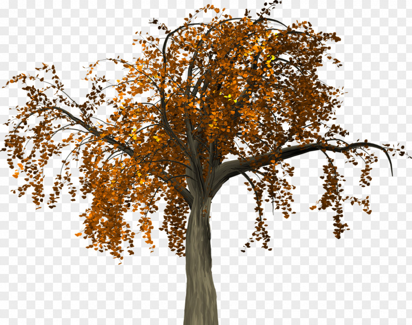 Autumn Tree Branch PNG