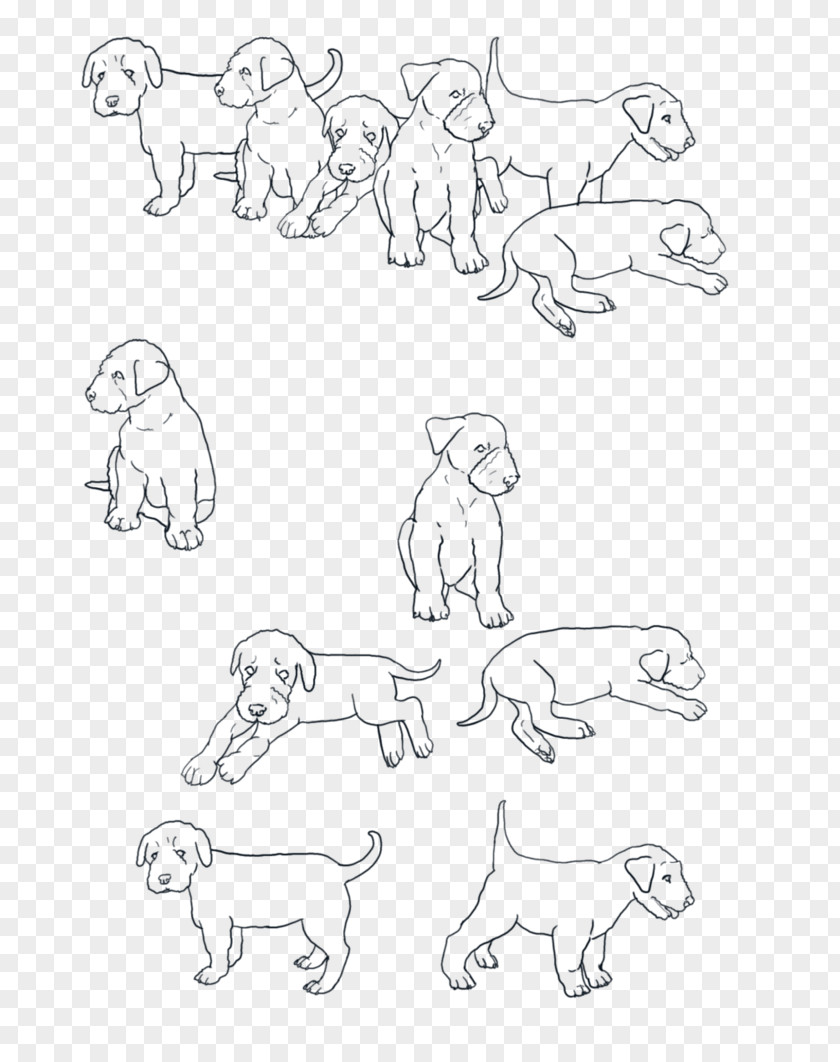 Colletion Airedale Terrier Australian Sketch Line Art PNG