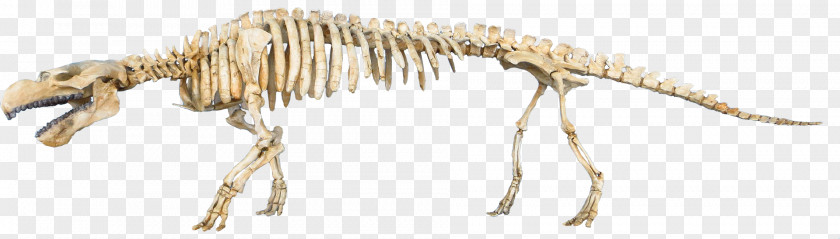Dinosaur Eocene Pezosiren Paleontology Steller's Sea Cow Dugongidae PNG