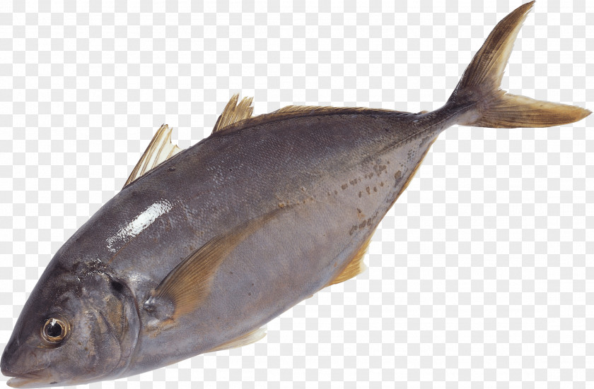 Fish Image As Food Yellowfin Tuna PNG
