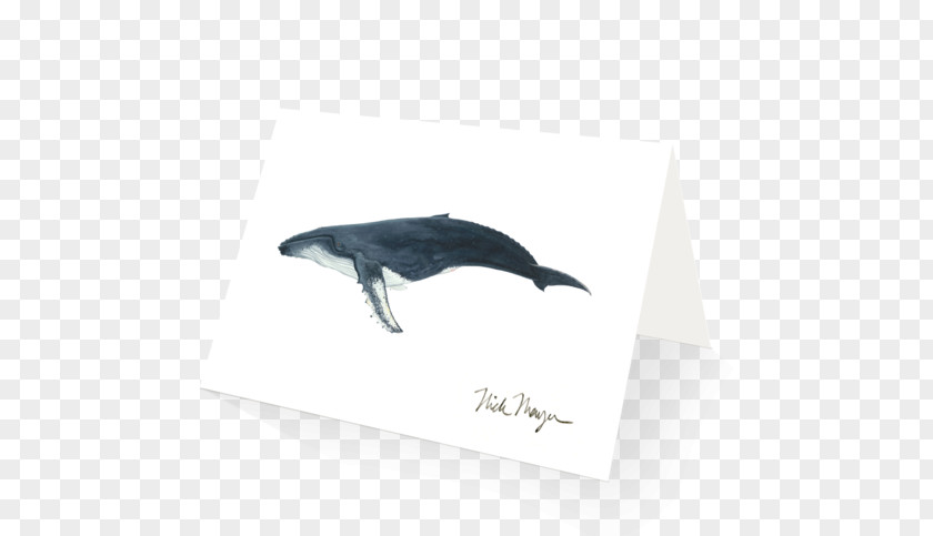 Humpback Whale Dolphin Painting Cetaceans PNG