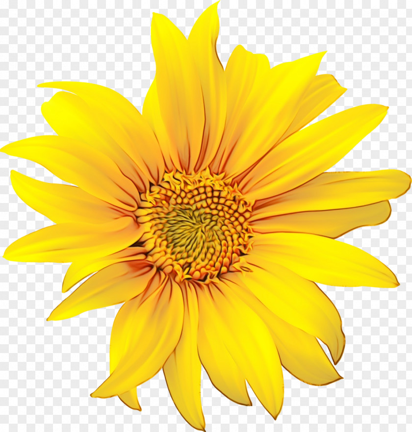 Sunflower Seed Daisy Family PNG