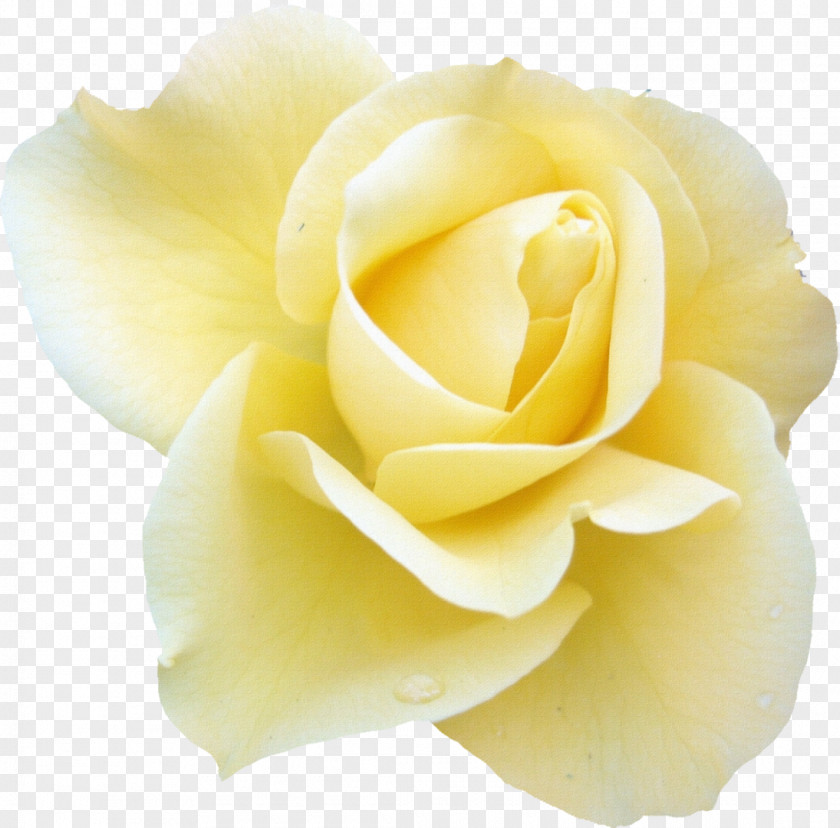 Yellow Rose Blue Flower Desktop Wallpaper White PNG