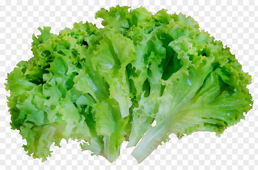 Broccoli Vegetarian Cuisine Vegetable Food Lettuce PNG