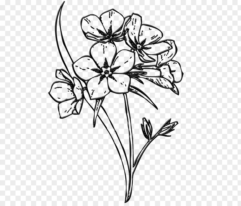 Flower Floral Design Drawing Petal PNG