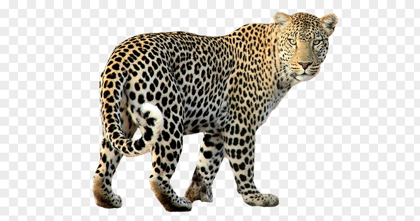 Cheetah Hunting Felidae Jaguar Black Panther Tiger PNG