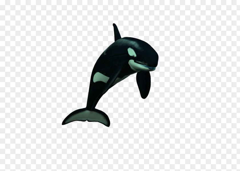 Delfines Dolphin Killer Whale PNG