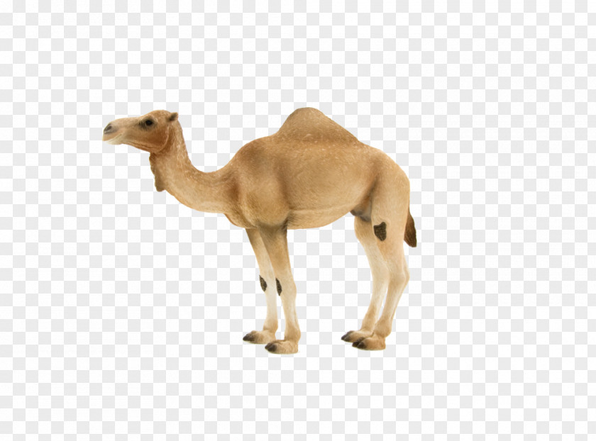Horse Dromedary Bactrian Camel Animal Figurine Hybrid PNG