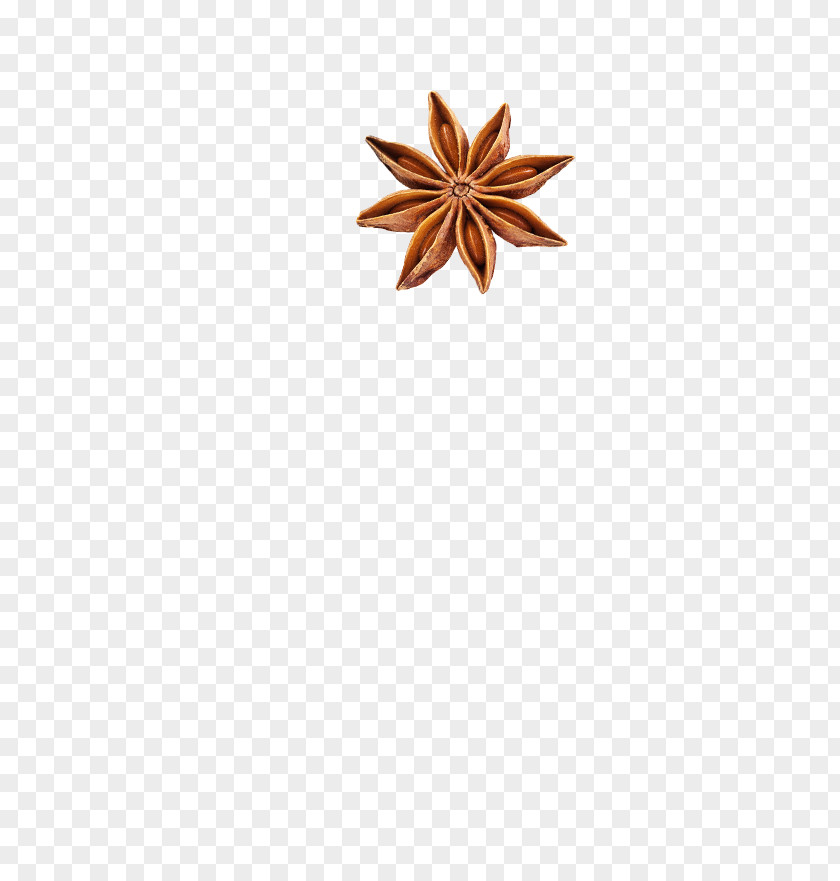 Aniseed Brown Flower PNG