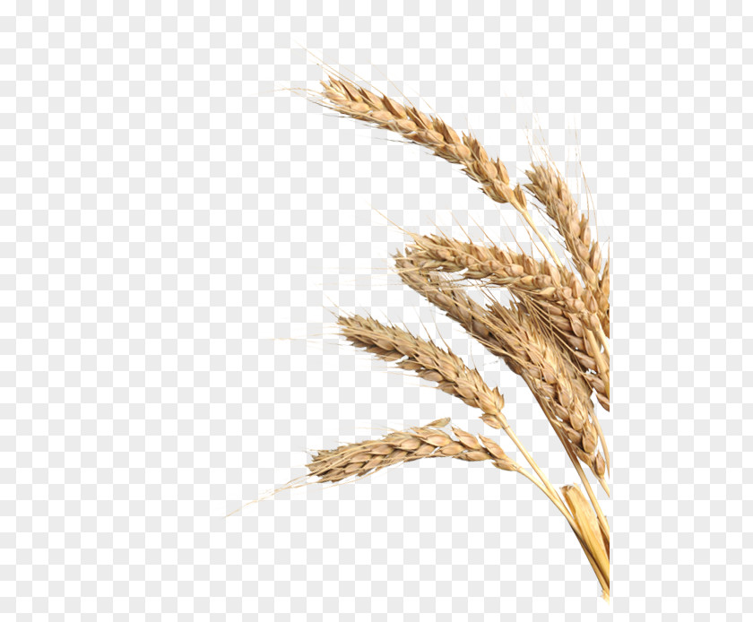 Bavaria Emmer Einkorn Wheat Spelt Cereal Durum PNG