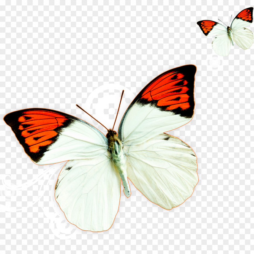 Butterfly Download Template Computer File PNG