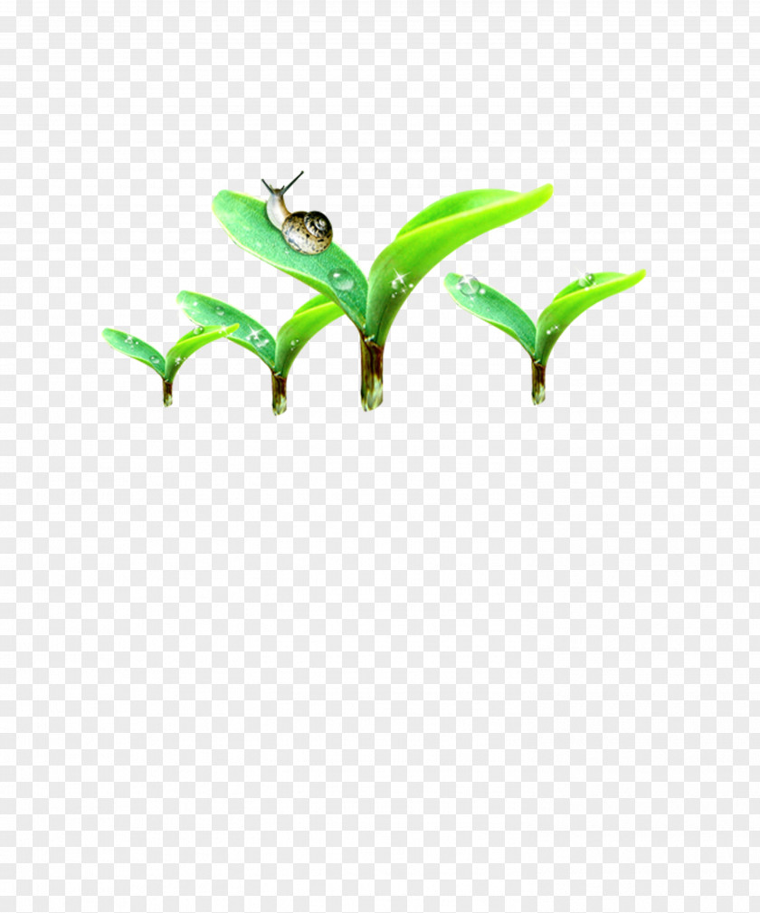 Green Leaf Snail Germination Seedling PNG