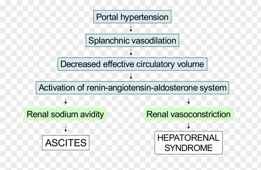 Line Document Green Angle Pathophysiology PNG