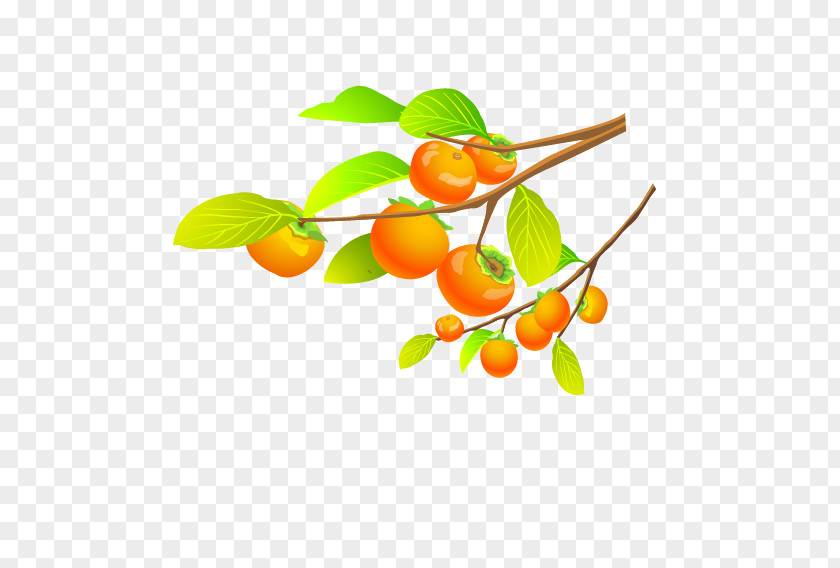 Persimmon Fruit And Foliage Tangerine Tree PNG