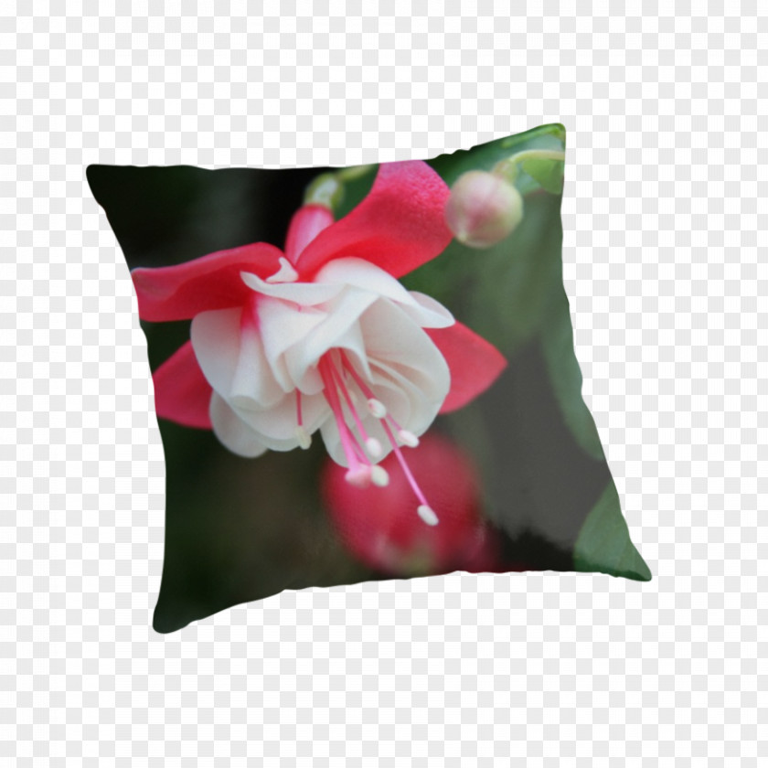 Pillow Cushion Flowering Plant PNG