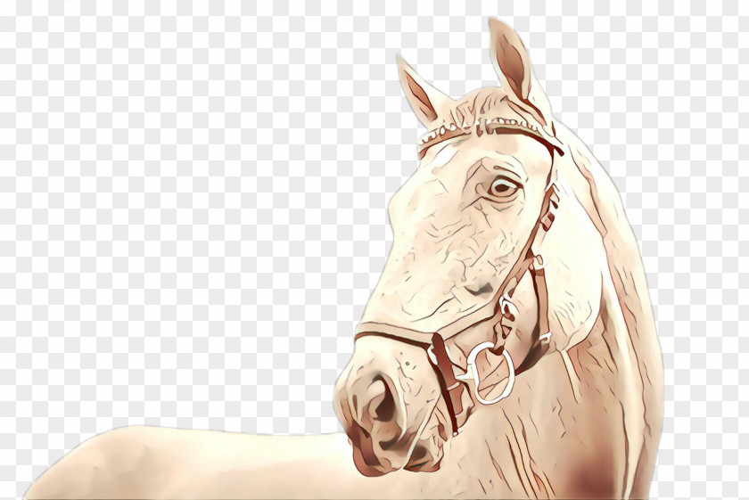 Rein Horse Tack Bridle Head Drawing Mane PNG