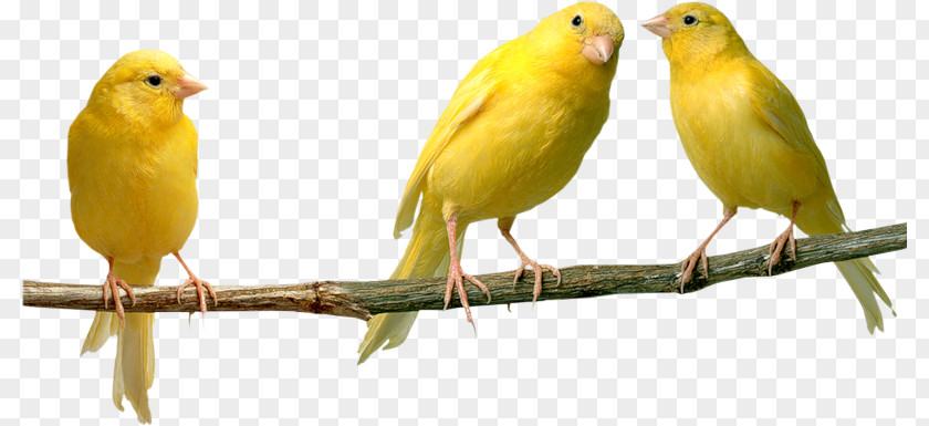 Bird Domestic Canary Parrot Yellow Finches PNG